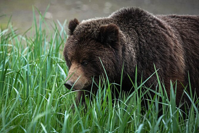 Peak Season Bear Viewing By Seaplane - Participation Requirements