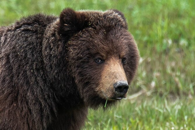 Peak Season Bear Viewing By Seaplane - Booking and Confirmation