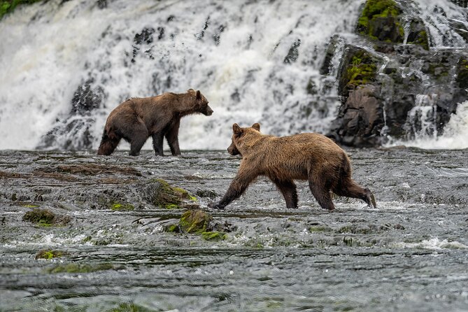 Peak Season Bear Viewing By Seaplane - Cancellation Policy