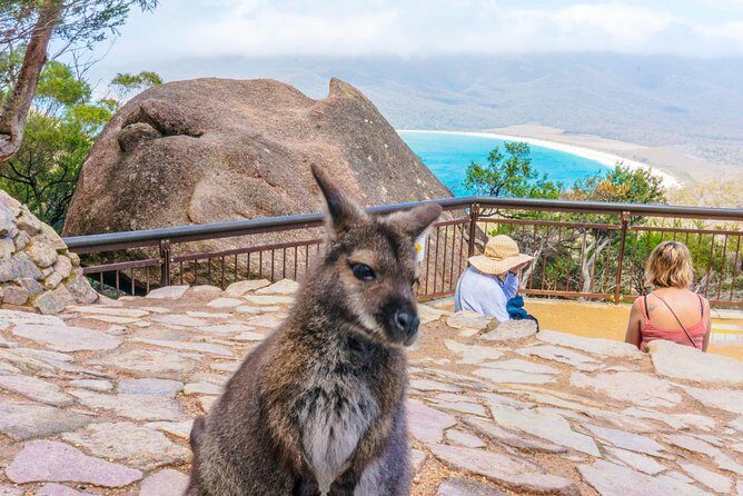 Peaks, Falls & Furry Locals: Mt. Field & the Derwent - Who Should Consider This Tour?