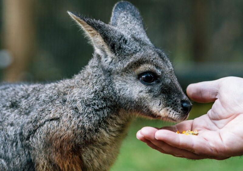 Pearcedale: Moonlit Sanctuary Conservation Park Entry Ticket - Animal Encounters and Activities