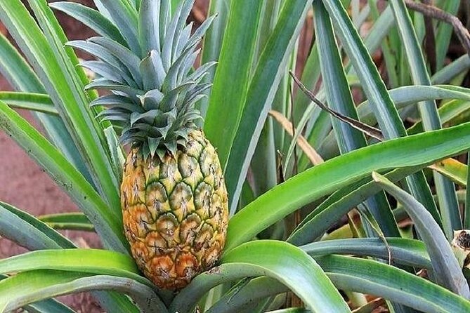 Pearl Harbor, Dole Plantation, and Polynesian Center From Kona - Additional Information