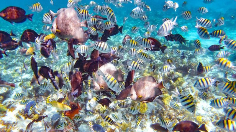 Pearl Island Beach: Full-Day Snorkelling With Lunch - Activities and Inclusions
