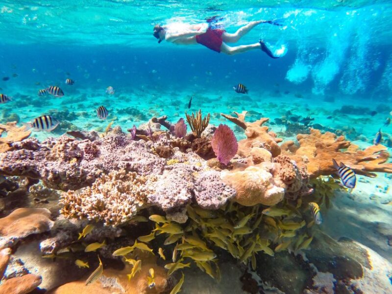 Pearl Island Beach: Full-Day Snorkelling With Lunch - Experience Highlights