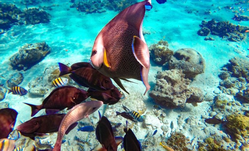 Pearl Island Beach: Full-Day Snorkelling With Lunch - Customer Reviews and Feedback