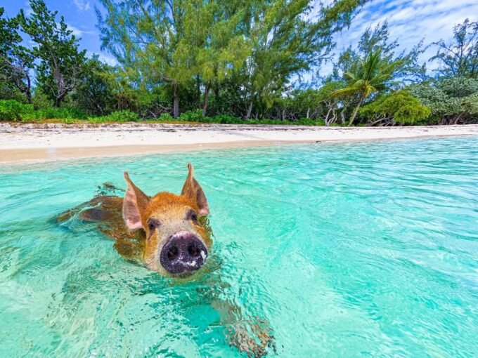 Pearl Island: Pigs Beach With Lunch - Customer Feedback