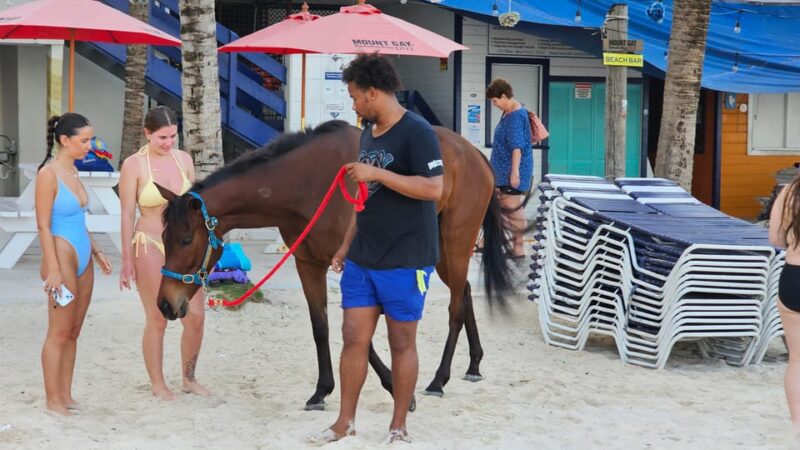 Pebbles Beach Barbados: Tour With Race Horses on the Beach - Pricing and Inclusions