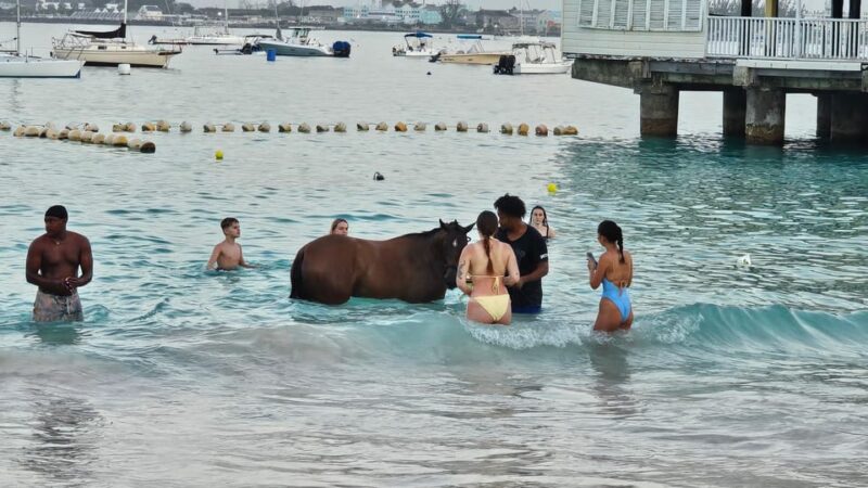 Pebbles Beach Barbados: Tour With Race Horses on the Beach - Pickup and Drop-off