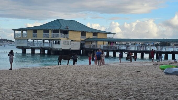 Pebbles Beach Barbados: Tour With Race Horses on the Beach - Preparation Recommendations