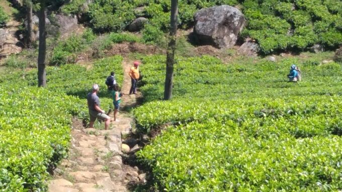Pekoe Trail, 13, Haputale To St. Catherine & Liptons Seat Se - Booking and Cancellation