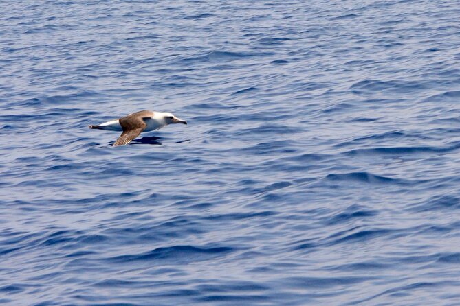Pelagic Wildlife Excursion - Tour Start Time