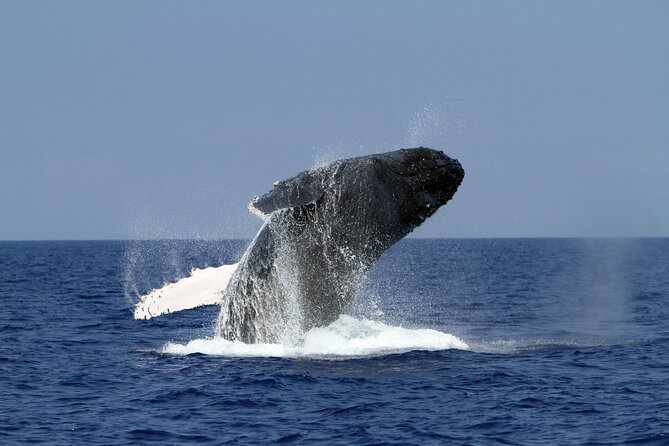 Pelagic Wildlife Excursion - Participant Requirements