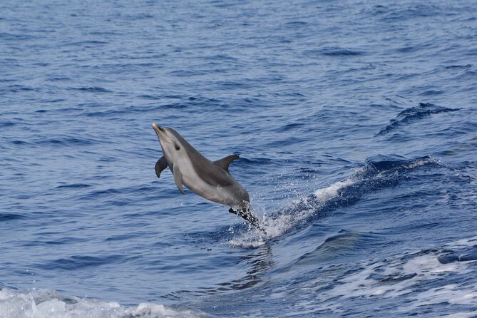 Pelagic Wildlife Excursion - Sightings and Experiences