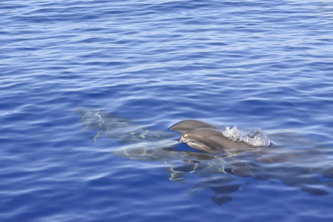 Pelagic Wildlife Excursion - Additional Information