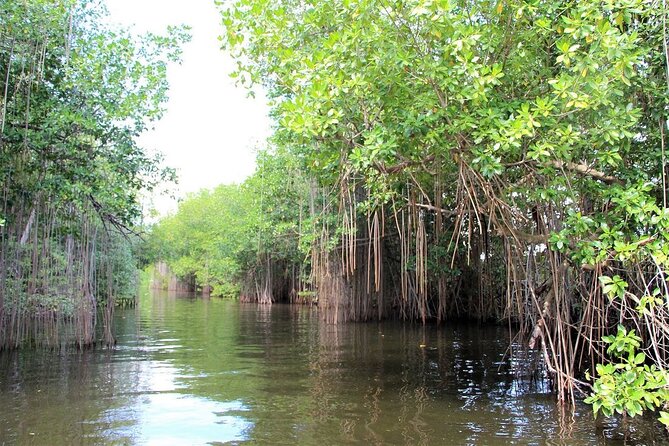 Pelican Bar and Black River Safari Combine Tour From Montego Bay - Activities Offered