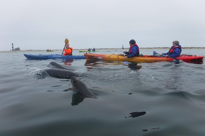 Pelican Point Kayaking Half-Day Tour - Meeting Point and Duration