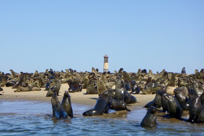 Pelican Point Kayaking Half-Day Tour - Physical Fitness Requirements