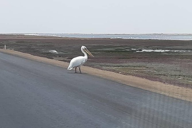 Pelican Point Seal Colony 4x4 Tour - Highlights of the Experience