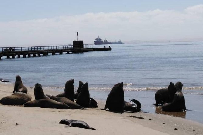 Pelican Point Seal Colony 4x4 Tour - Cancellation Policy and Flexibility