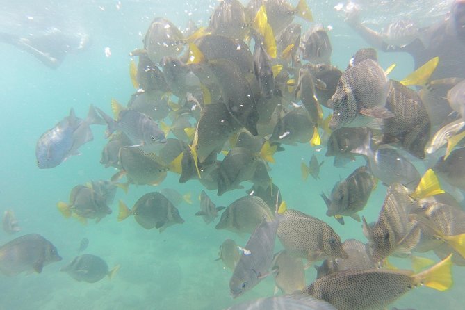 Pelican Rock Snorkeling and Sightseeing Adventure - What to Expect