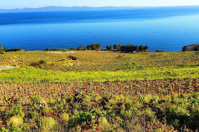 Peljesac and Ston Private Wine Tour With Tastings From Dubrovnik - Transportation and Pickup/Drop-off Details