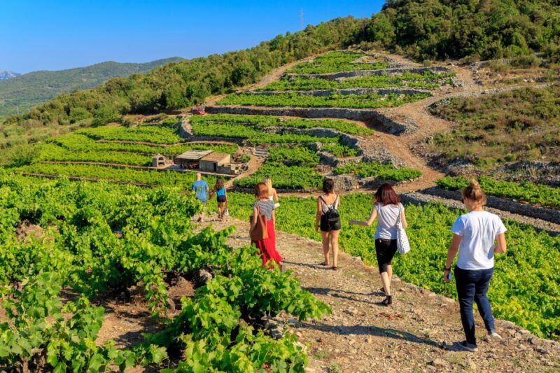 PelješAc Full-Day Wine and Food Tour From Dubrovnik - Wine Tasting in Pelješac
