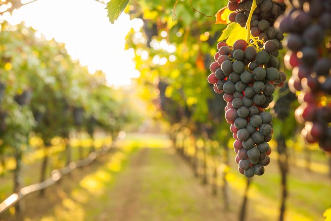 Peljesac Peninsula Wine Tasting Luxury Tour From Dubrovnik - Pickup and Meeting Point