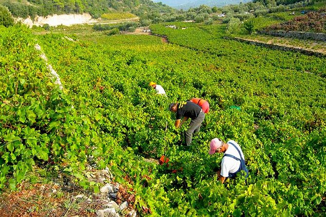 Peljesac Vineyards & Oysters - Private Day Trip From Dubrovnik-Mercedes Vehicle - Itinerary Highlights