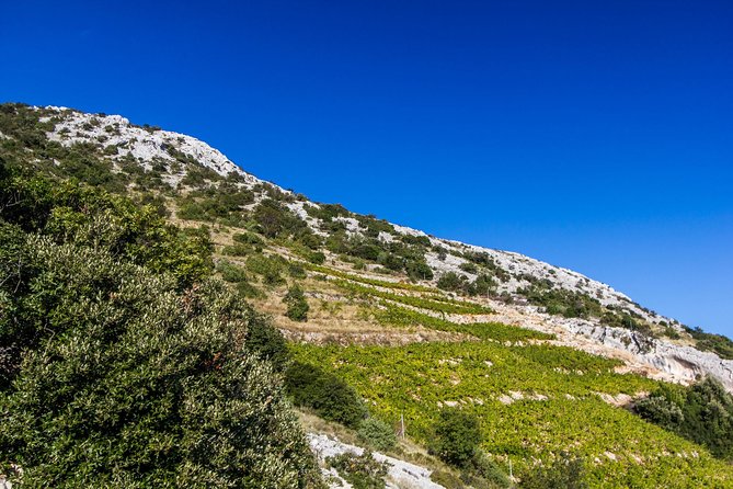 Peljesac Wine & Ston Oysters PRIVATE HALF DAY SHORE TOUR - Availability and Accessibility