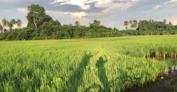 Penang: Balik Pulau Countryside Morning Cycling Tour - Scenic Cycling Through Balik Pulau