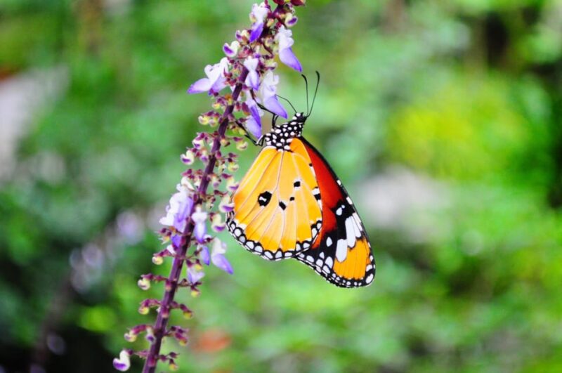 Penang: Entopia General Admission Tickets - Visitor Demographics and Age Groups