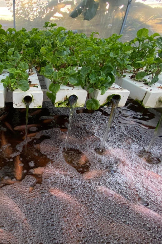 Penang: The Vanilla Village Farm Tour by Kairos - Pricing Details