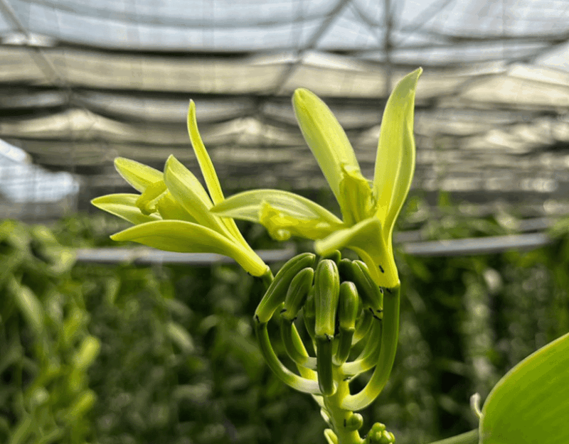 Penang: The Vanilla Village Farm Tour by Kairos - Cultivating and Harvesting Vanilla