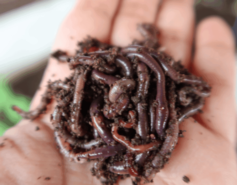 Penang: The Vanilla Village Farm Tour by Kairos - Varieties and Sustainable Practices