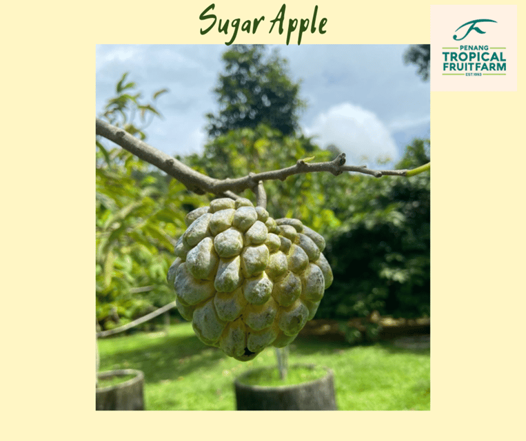Penang: Tropical Fruit Farm Ticket - Visitor Experience and Activities