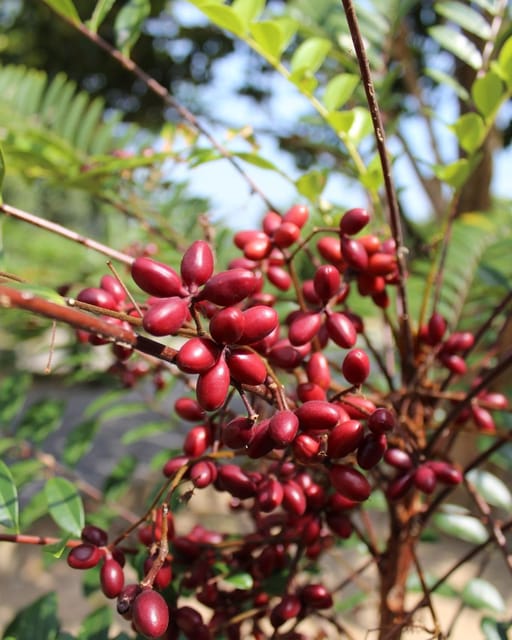 Penang: Tropical Fruit Farm Ticket - Educational Opportunities