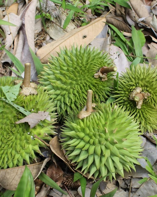 Penang: Tropical Fruit Farm Ticket - Traveler Reviews and Ratings