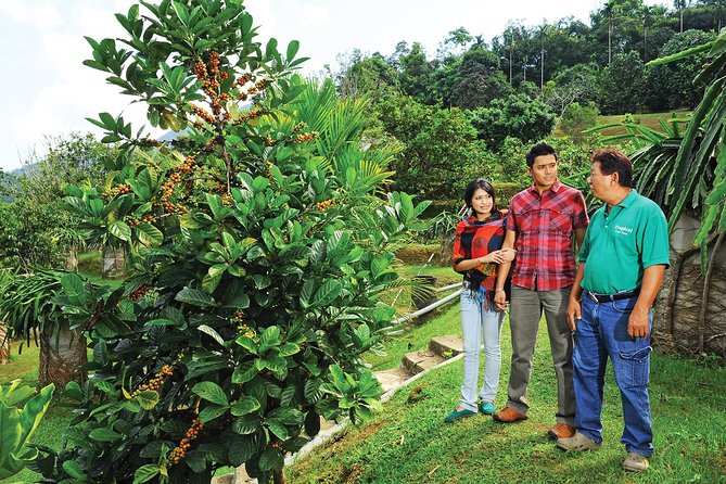 Penang Tropical Fruit Farm With Fruit Tasting - Accessibility and Group Size