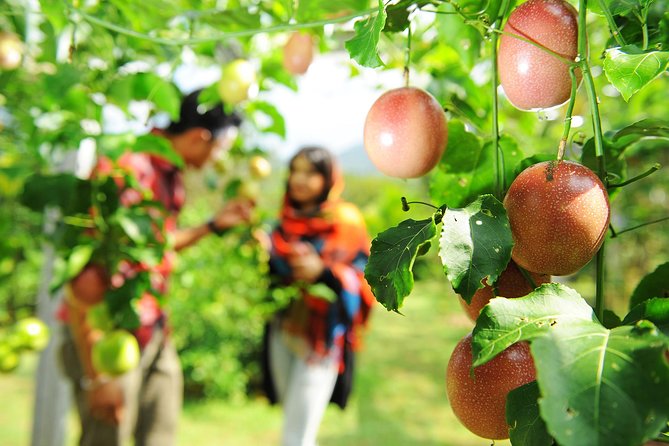 Penang Tropical Fruit Farm With Fruit Tasting - Pricing and Booking Information