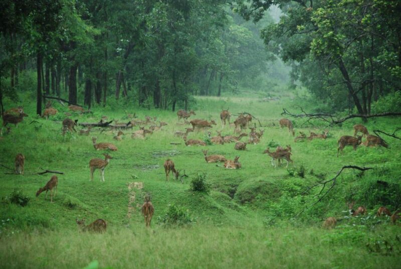 Pench National Park: Skin the Line Access to Jungle Safari - Booking and Permits Essentials