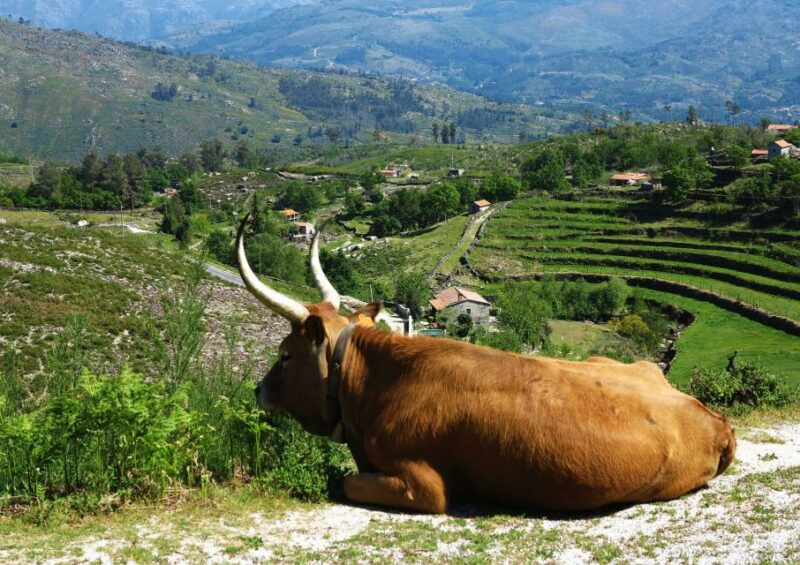 Peneda-Gerês: Full-Day Premium Tour - Itinerary Highlights