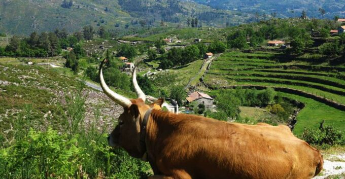 Peneda-Gerês: Full-Day Premium Tour - River Beach Relaxation