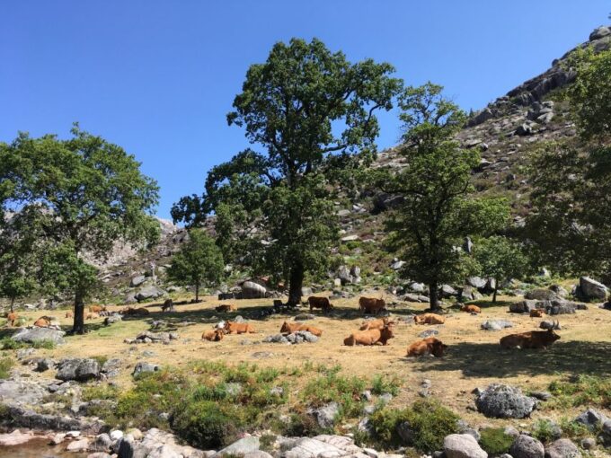 Peneda Geres National Park: Private Tour With a Guide - Transportation Options