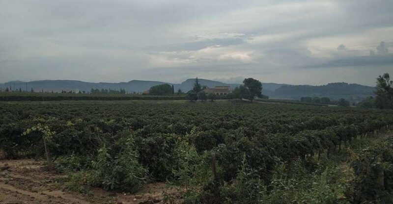 Penedes: Private Wine and Cava Tasting Tour - Wine Cellar Tour and Tasting