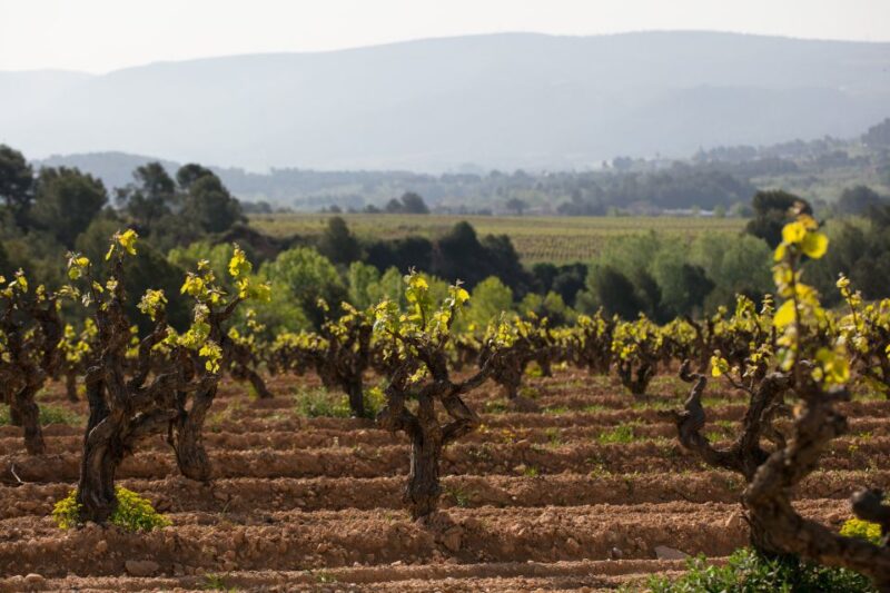 Penedes Wine Cellar Visit With Tasting From Barcelona - Savoring Appetizers and Landscapes