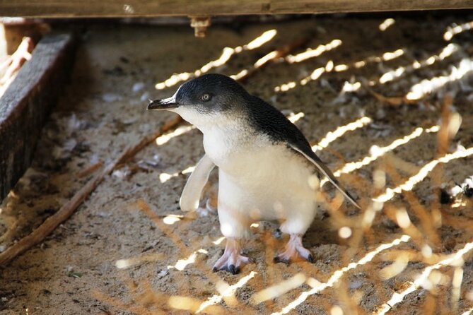 Penguin and Seal Islands Sea Kayaking Experience - Participant Requirements and Limitations