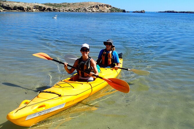 Penguin and Seal Islands Sea Kayaking Experience - Guided Tour and Picnic Lunch