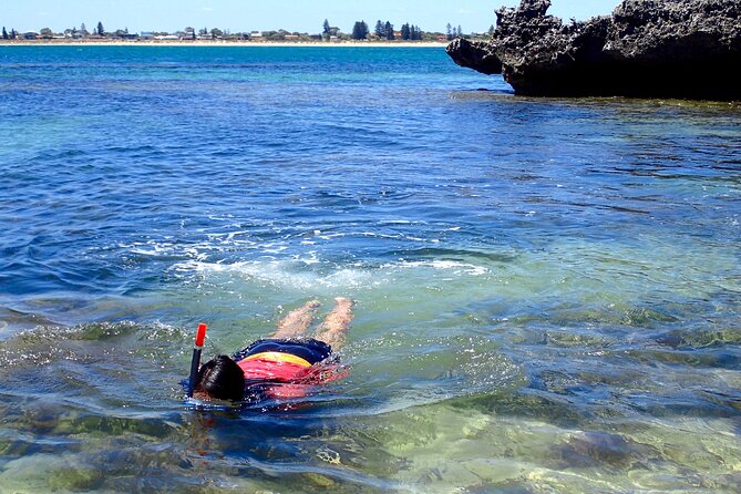 Penguin and Seal Islands Sea Kayaking Experience - Snorkeling During Summer Months