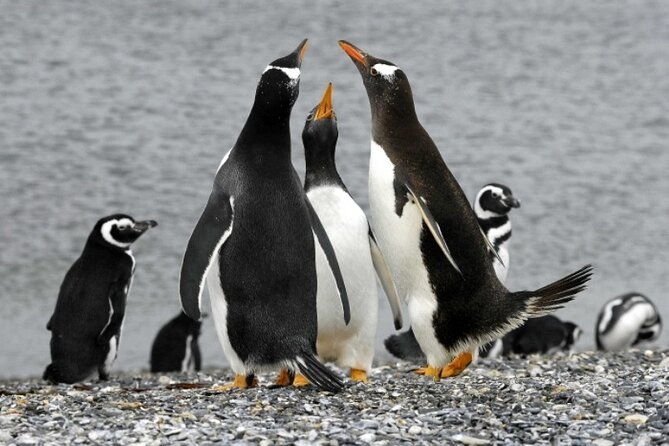 Penguin Colony in Ushuaia - Customer Feedback and Ratings