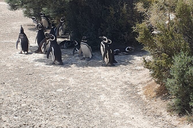 Penguin Colony & Ranch Day Tour in El Pedral - Key Points